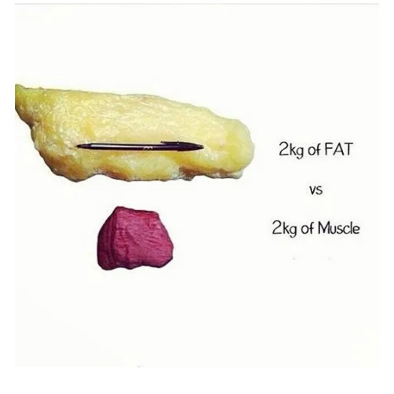 Fat vs muscle